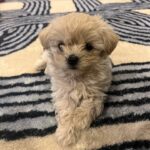 Kim Ok-vin Instagram - 쭉쭉이,또글이,꽃돌이,포실이,쩨리🐕 #이뿐새끼, #Mom's puppy, 우리원숭이❤️ @zerry0726