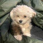 Kim Ok-vin Instagram - 쭉쭉이,또글이,꽃돌이,포실이,쩨리🐕 #이뿐새끼, #Mom's puppy, 우리원숭이❤️ @zerry0726