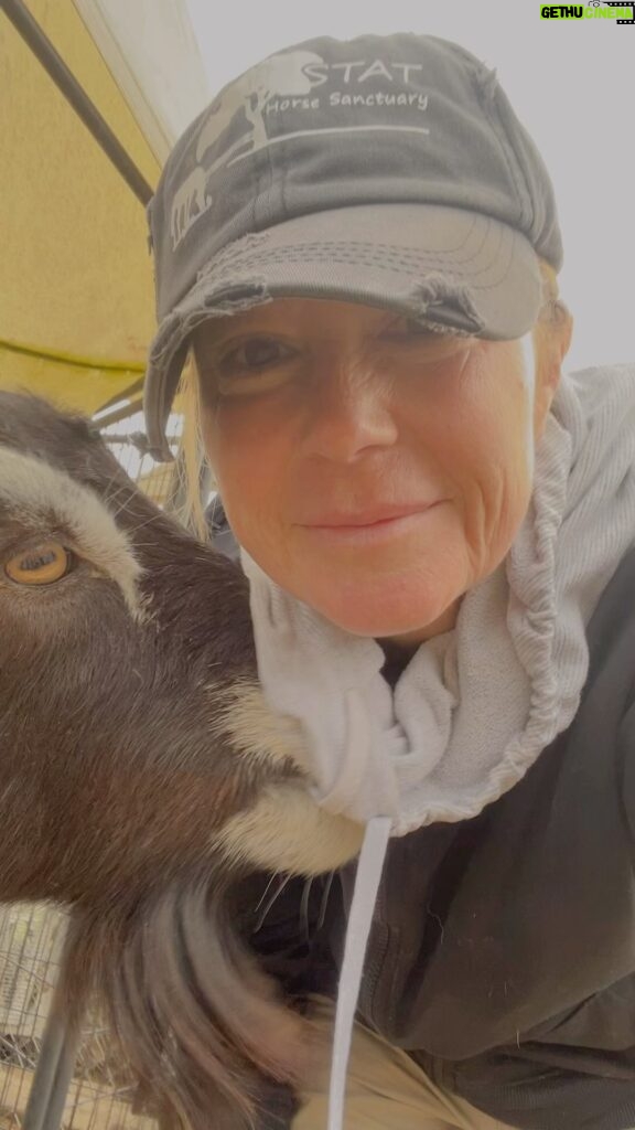 Kim Rhodes Instagram - Goats gonna goat. (They were BORED stuck inside with all that rain.)