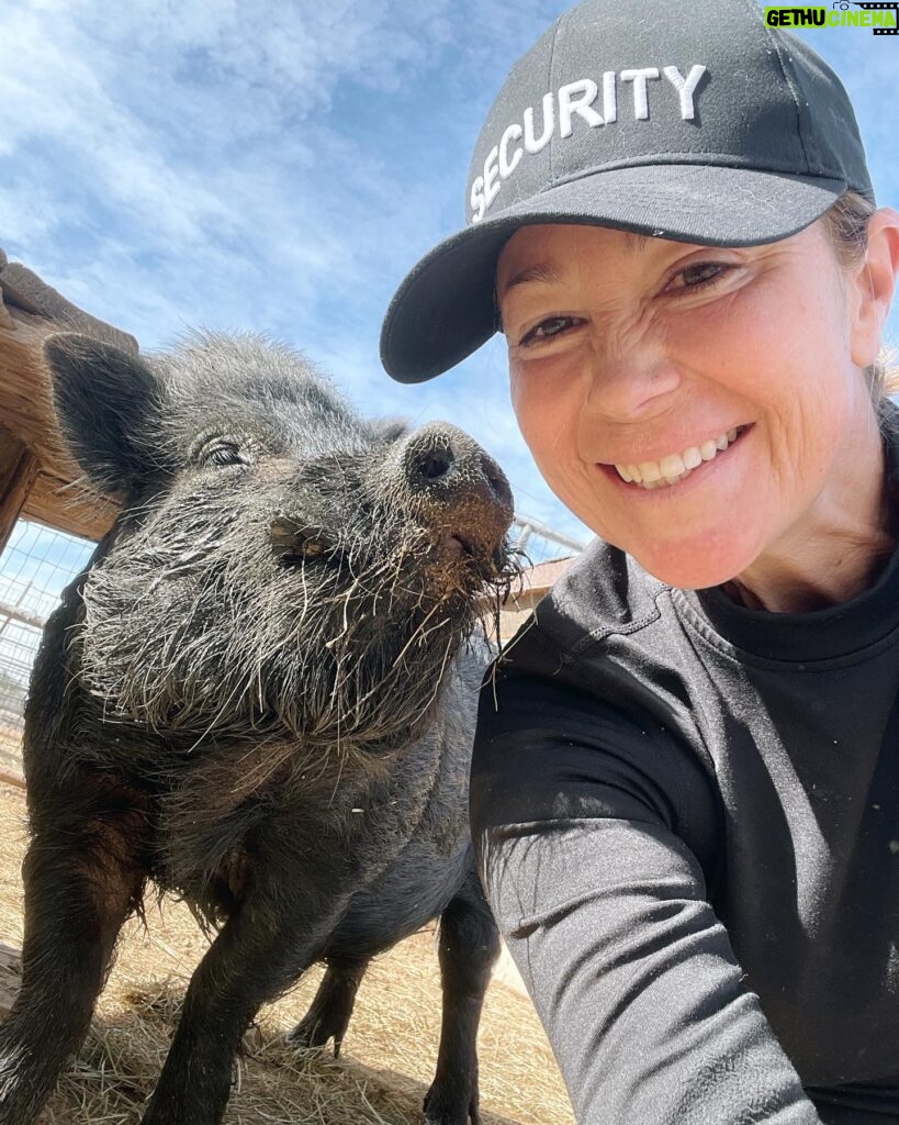 Kim Rhodes Instagram - Someone requested more charming #pig content. Mo is here for you. #rescue