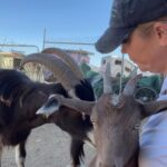 Kim Rhodes Instagram - No such thing as too much love. #goats #rescue