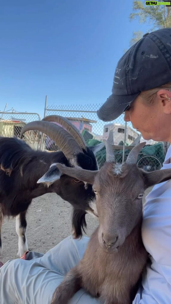 Kim Rhodes Instagram - No such thing as too much love. #goats #rescue