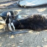 Kim Rhodes Instagram - Did you ever wonder if goats use their horns as a pillow? Greg does.