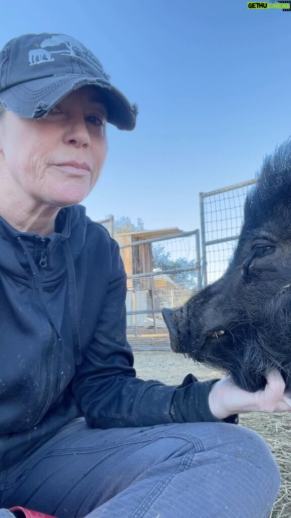 Kim Rhodes Instagram - I love Mo. He is very charming. #pig #rescueanimals