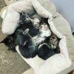 Kim Rhodes Instagram – For everyone who sent donations to @stathorsesanctuary , the kittens and I thank you. #rescue