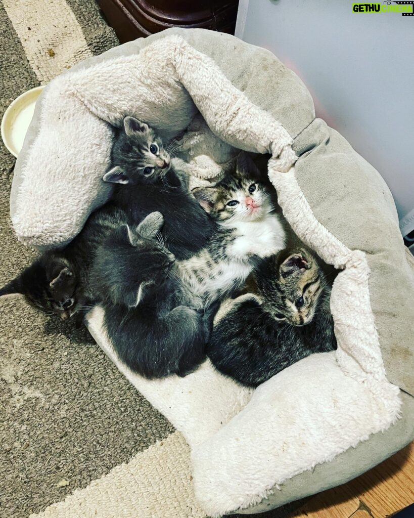 Kim Rhodes Instagram - For everyone who sent donations to @stathorsesanctuary , the kittens and I thank you. #rescue