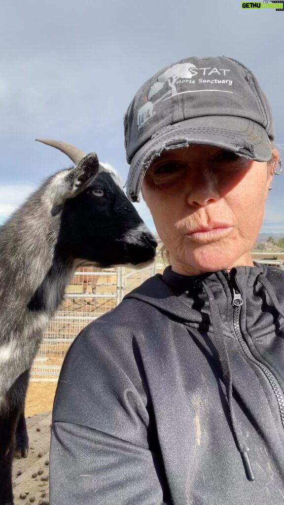 Kim Rhodes Instagram - Goats are the best. Happy New Year!