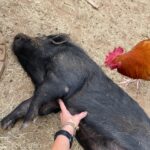 Kim Rhodes Instagram - Too much goat content? Here. Have a pig getting belly rubs. And a rooster being a rooster.