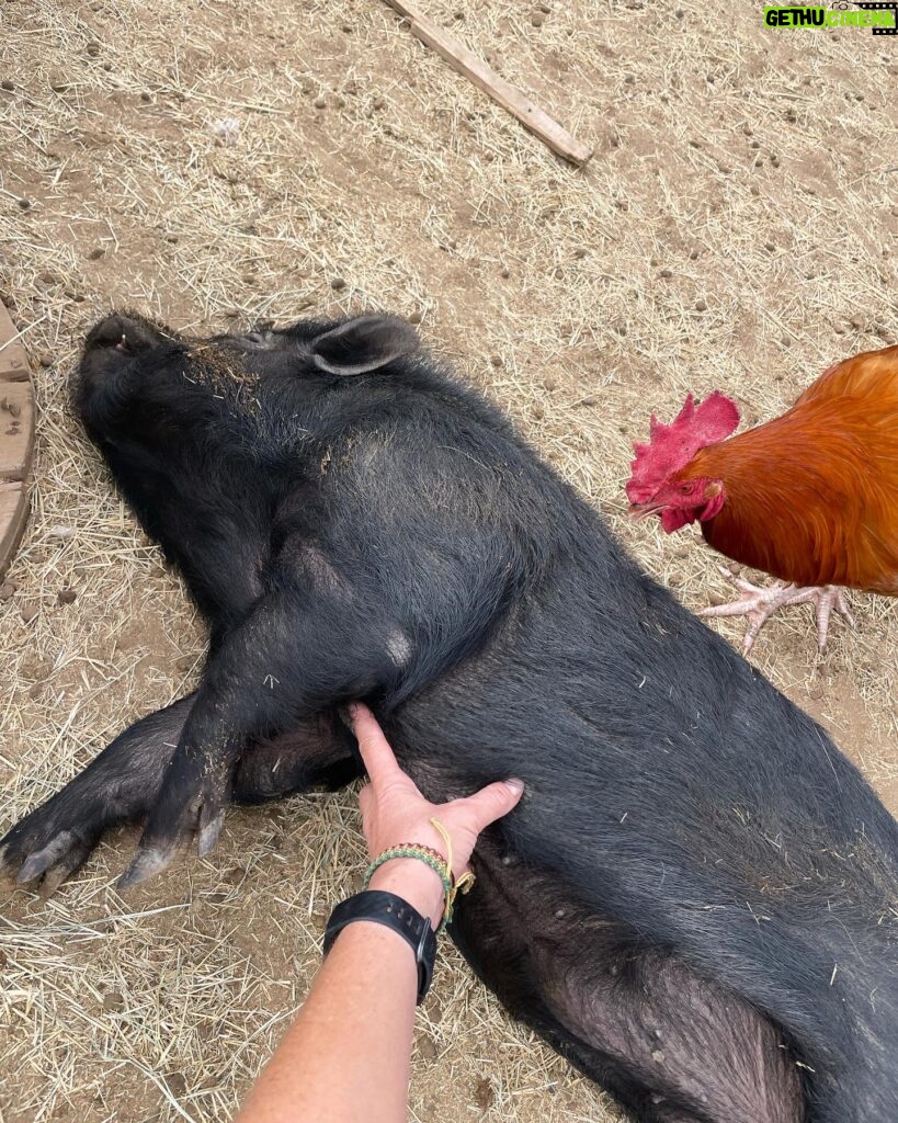 Kim Rhodes Instagram - Too much goat content? Here. Have a pig getting belly rubs. And a rooster being a rooster.