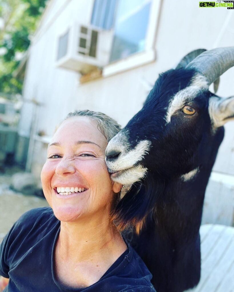 Kim Rhodes Instagram - Okay. Okay. Remember when I said I loved goats? I only THOUGHT I loved goats. NOW I LOVE GOATS.