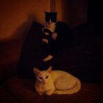 Kimya Gökçe Aytaç Instagram -