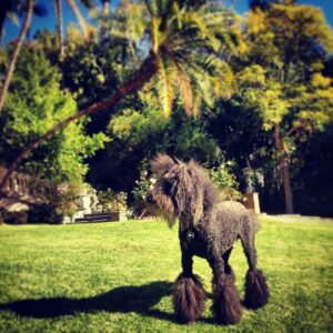 Kirstie Alley Instagram - Leo is looking REGAL today!!!