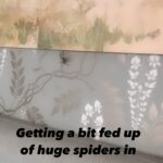 Kirstie Allsopp Instagram - This isn’t funny anymore, are spiders getting considerably bigger?