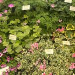 Kirstie Allsopp Instagram - Oops! Pics from #chelseaflowershow are all of flowers and things I want to buy. Foolish lack of celeb selfies, but many Thanks to @musculardystrophyuk for inviting me on to their amazing contemplative garden, to @kahoprints @weaver.green @neptunehomeofficial all inspiring business with great stands and to @plankbridge and @ahgardenantiques for tempting me so badly. It is a privilege and a joy to be invited by @the_rhs to attend Chelsea on the press day and one that I never take for granted. Finally, congratulations to @pachacutiuk for making a hat that could replace @trinemillerinteriors adored but battered old favourite, quite a feat. (no ads, no discounts, I mention companies I like and probably, embarrassingly, forget to mention just as many)