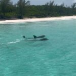 Kirstie Allsopp Instagram - I tried to share this live but there was no reception, I am on holiday in the Bahamas and I went on a boat trip with my friend @wiggyhindmarch of @wiggykit (she makes lovely dresses, not an ad just a friend) and we spotted these dolphins, it was such a joy. Not very well filmed I’m afraid but I did my best. Anyhow I hope you enjoy this and I’ll try and do a live holiday insta at some point, but sadly I’m minus Phil so probably not so interesting.