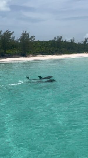 Kirstie Allsopp Instagram - I tried to share this live but there was no reception, I am on holiday in the Bahamas and I went on a boat trip with my friend @wiggyhindmarch of @wiggykit (she makes lovely dresses, not an ad just a friend) and we spotted these dolphins, it was such a joy. Not very well filmed I’m afraid but I did my best. Anyhow I hope you enjoy this and I’ll try and do a live holiday insta at some point, but sadly I’m minus Phil so probably not so interesting.