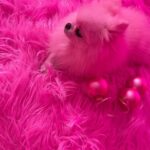 Kitten Kay Sera Instagram – 💗🩷i couldn’t luv her more @pupnamedpinky #nofilter it’s pinker than ever in here!!! lol