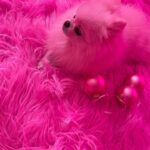 Kitten Kay Sera Instagram – 💗🩷i couldn’t luv her more @pupnamedpinky #nofilter it’s pinker than ever in here!!! lol