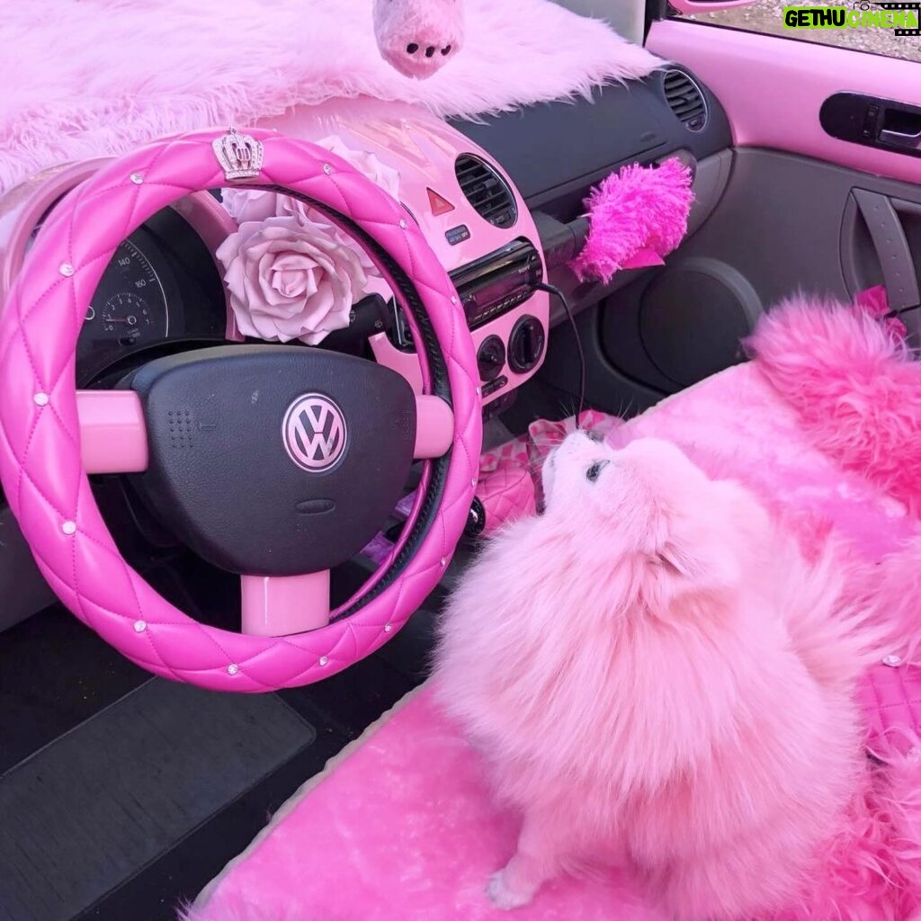 Kitten Kay Sera Instagram - Happy National Puppy Day @pupnamedpinky is my pink partner in fun! Shes my everything!! 💗🐾💗 so tickled pink I found you!!! Not a day goes by that I am not grateful to get to luv ya .. 💗💬💬💗