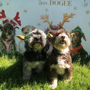 Kitty Flanagan Instagram - Nothing to report - just felt like it was time for a holiday snap - so here’s Henry and Pickle in their Christmas outfits. Massive thanks to Nicki and her wonderful team @doguecountryretreat for taking such good care of my boys. 🐶🐶X