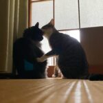 Kotone Furukawa Instagram - ❤︎