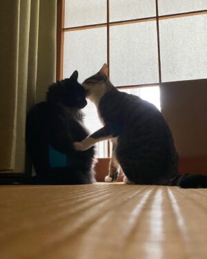 Kotone Furukawa Instagram - ❤︎