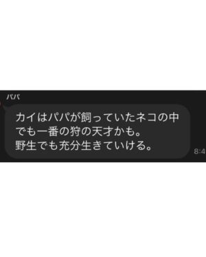 Kotone Furukawa Instagram - *
パパのお墨付きをもらった猫、カイ🐈
・
KAI🐈 who win an endorsement from my dad. Dad says “Kai is the best hunter I’ve had in my life. “