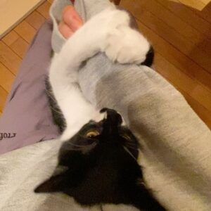 Kotone Furukawa Instagram - 「いっぱいかじる君がすき♡」
・
猫がどうすれば人慣れするか、といった質問がいくつかありましたので、私の考えをすこし🤏
・
私は今まで4匹の猫(ポン、カイ、スミ、むー)と一緒に過ごしてきましたが、むーのように人間大好きな猫もいれば、カイのようにお客さんがくるとタンスの奥に隠れて出てこない人見知りな猫もいて、スミはゴロゴロを殆ど聞いたことないけど愛嬌たっぷりな猫だし、ポンは抱っこ嫌いの聞かん坊でした。みんな子猫から育てた猫ですが、本当に猫それぞれ性格が違います。なので、猫とどう過ごすかは猫の性格に寄るとしか言いようがないと思っています。
人慣れしなくても、大切に愛情をもって育てていれば、それで充分なのでは☺️
のんびりできるお家があって、ご飯が食べられるだけでも、猫はちゃんと幸せだと思うのです。お2人に心地良い距離が見つかるといいですね🌱
・
ちなみに、むーの自慢の写真たくさんあげていますが、むーはハッキリ言って暴れん坊で、手に穴が空くほど噛み、爪を立てて背中によじ登り、わたしの身体は傷だらけです🫠
その度に女優なんだぞーと言い聞かせますが（🤪）そんなこと分かりっこないので、むーとのコミュニケーションだと思ってされるがままにガジガジされてます。ちゃんと躾けたほうがいいよ！と言われることもありますが、私はむーに噛まれる時間も大好きで、動画に撮って見返すほどの“むー狂い“なので、そのままにしてます⭐︎(仕事の影響にならないように努力はしてますよ！)飼い主と猫の距離感はきっと、本当に人それぞれだと思います。
愛情表現なのか、何かを訴えているのか、むーの気持ちが分からないことはしょっちゅうですが、せめてむーが病気にならないよう長生きできるよう精一杯お世話しようと思っています✌️
みなさんと、愛猫に幸あれ！