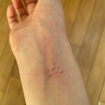 Kotone Furukawa Instagram - 「いっぱいかじる君がすき♡」 ・ 猫がどうすれば人慣れするか、といった質問がいくつかありましたので、私の考えをすこし🤏 ・ 私は今まで4匹の猫(ポン、カイ、スミ、むー)と一緒に過ごしてきましたが、むーのように人間大好きな猫もいれば、カイのようにお客さんがくるとタンスの奥に隠れて出てこない人見知りな猫もいて、スミはゴロゴロを殆ど聞いたことないけど愛嬌たっぷりな猫だし、ポンは抱っこ嫌いの聞かん坊でした。みんな子猫から育てた猫ですが、本当に猫それぞれ性格が違います。なので、猫とどう過ごすかは猫の性格に寄るとしか言いようがないと思っています。 人慣れしなくても、大切に愛情をもって育てていれば、それで充分なのでは☺️ のんびりできるお家があって、ご飯が食べられるだけでも、猫はちゃんと幸せだと思うのです。お2人に心地良い距離が見つかるといいですね🌱 ・ ちなみに、むーの自慢の写真たくさんあげていますが、むーはハッキリ言って暴れん坊で、手に穴が空くほど噛み、爪を立てて背中によじ登り、わたしの身体は傷だらけです🫠 その度に女優なんだぞーと言い聞かせますが（🤪）そんなこと分かりっこないので、むーとのコミュニケーションだと思ってされるがままにガジガジされてます。ちゃんと躾けたほうがいいよ！と言われることもありますが、私はむーに噛まれる時間も大好きで、動画に撮って見返すほどの“むー狂い“なので、そのままにしてます⭐︎(仕事の影響にならないように努力はしてますよ！)飼い主と猫の距離感はきっと、本当に人それぞれだと思います。 愛情表現なのか、何かを訴えているのか、むーの気持ちが分からないことはしょっちゅうですが、せめてむーが病気にならないよう長生きできるよう精一杯お世話しようと思っています✌️ みなさんと、愛猫に幸あれ！