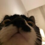 Kotone Furukawa Instagram - 猫を下から見上げたことなぞなかろう君へ
