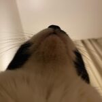 Kotone Furukawa Instagram - 猫を下から見上げたことなぞなかろう君へ