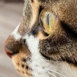 Kotone Furukawa Instagram - きれいなふたり ・ 猫は人間を大きな猫と思っているらしいから、私は猫を小さな人間と思うことにしよう