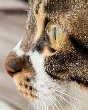Kotone Furukawa Instagram - きれいなふたり
・
猫は人間を大きな猫と思っているらしいから、私は猫を小さな人間と思うことにしよう