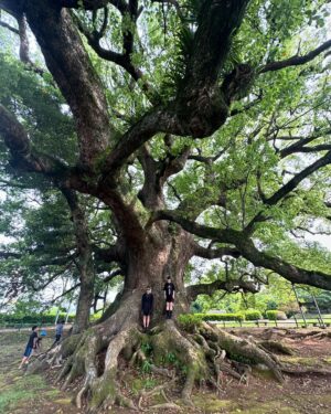Kozue Akimoto Instagram - 😎❤️✈️☀️🍉🌳♨️🌾🍚🍠🍺🐕🐈🫶🏻
こずこは旅in熊本🐻
沖縄からそのまま、この世で一番美味しいスイカを作ってる、大好きはのはら農研塾へ、スイカの収穫、仕分け、箱詰め、発送のお手伝い👩🏻‍🌾📦🍉
愛情たっぷり育てられた、のはらのスイカは、自然の恵みもたっぷりで、一口食べて溺れるほどのジューシーさ😂🍉
(すでに今年のスイカは終了🥲🍉)
途中から小春もやってきて、とても大切な時間を過ごせた☺️🙏🏻
ご飯も美味しい、水も美味しい、温泉も最高、自然も最高、人も最高、のはら農研塾最高😆❤️‍🔥❤️‍🔥❤️‍🔥❤️‍🔥❤️‍🔥
#のはら農研塾 #のはらのスイカ #ギャル旅4ヶ所目 #寂心さんの樟