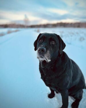 Krista Kosonen Instagram - Hilma 👵🏼🖤❄️

pic: @anttijjokinen 
#saaristo #archipelago #labradorretriever