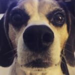 Krista Allen Instagram - VOTE!!!! Jack the Beagle for President 🇱🇷 #TopDog #petsofinstagram #dogsofinstagram