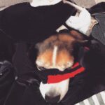 Krista Allen Instagram - Just found Jack The Beagle snoozing in the laundry pile. ... he even made himself a sexy eye mask. * * #dogsofinstagram #beagle #beaglesofinstagram #laundry #snooze