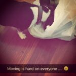 Krista Allen Instagram - #JackTheBeagle says goodbye to some toys. .... #moving #lettinggo #petsofinstagram #spoiled