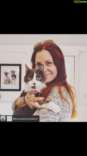 Kristin Bauer Instagram - 5 year adoptiversary for Jasper from the @amandafoundation 🎉 🎊 🥳 🎂🤍🖤🩶. 
We think he’s about 16 now and doing just fine! We recently discovered he has high blood pressure but on medication it’s now perfect. He has very few teeth left and loooooves his heated pads. He bullies the dogs but they give him a wide birth and coexist. He likes the boy cats, but Abigail was such a bitch to him for so long he’s been grown impatient with her. He’s a sweet guy who’s especially bonded to me. His person died and he didn’t get a home for two years as he was a senior. It broke my heart so I took him in even though I didn’t need more cats. I’m very glad I did! #adoptseniorpets #cats #catsofinstagram #catsanddogslivingtogether livingtogether