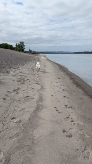 Kristin Bauer Instagram - My dogs first time on a beach, first time seeing a body or water and their first time swimming!!!! #roadtrip #pacificnorthwest @kittenxlady @iamthecatphotographer @orphankittenclub