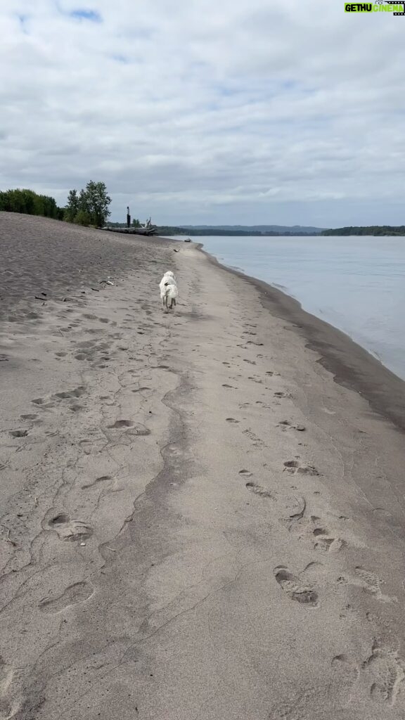 Kristin Bauer Instagram - My dogs first time on a beach, first time seeing a body or water and their first time swimming!!!! #roadtrip #pacificnorthwest @kittenxlady @iamthecatphotographer @orphankittenclub