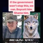 Kristin Bauer Instagram – Please don’t do business with or associate with #codyroberts of #daniel #wyoming – He tortured and then killed this wolf, who are endangered. The government only fined him $250. If the government won’t do what’s right, then it’s up to us to let this sick individual know it won’t be supported.
“All evil needs is for good men to do nothing.”
I’ll see if more is known about his business. 
If this isn’t evil, I don’t know what is.
#wolf #wolfkiller #hunting #evil