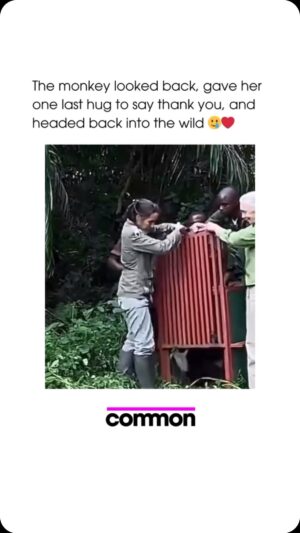 Kristin Bauer Instagram - Dr Jane Goodall and her team took a rehabilitated chimpanzee back into the wild.

Their final hug is incredible - you can tell he is thankful to her. ❤️

Credit: @janegoodallinst
