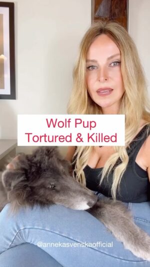 Kristin Bauer Instagram - I guess this is #Wyoming?!?! I will call and email every number provided below.

The government did absolutely NOTHING. Please let them ALL know this is SICK!!! #trophy #hunters are #psychotic 

This man named Cody Roberts, 42 years old of town Daniel in Wyoming was investigated by a local game warden Adam Hymas and fined a measly $250 for possessing live wildlife. Cody was cited for violating Chapter 10, Importation and Possession of Live Warm-Blooded Wildlife.’

Sadly in Wyoming you can kill wolves, but you cannot be in possession of a live wolf, a law which he broke, but more importantly - he caused unnecessary suffering to the puppy for the sake of bravado and this is not being addressed by Wyoming Game and Fish Department.

Roberts posed with the poor exhausted wolf pup, while cracking a beaming smile, gripping her by the scruff of the neck and raising a can of beer.

The wolf, which was injured when Roberts ran it over with a snowmobile, had her mouth tightly taped shut and cowered like an abused puppy.

Jeanne Ivie-Roberts, a close family member of Roberts who lives in Daniel, reenacted the strange scene with a wolf skin in the same bar, as if it was amusing.

She posted photos to Facebook of herself with her mouth taped shut, just like the wolf, while holding the skin in front of her.

Ivie-Roberts wrote in another post after Roberts’ antis went viral: ‘I love and support you Cody’.

I am giving you the contact details for Wyoming Game and Fish Department. Please feel free to voice your concerns to the individuals named in the description below. Remember to add country code.

The Green River Bar (owner Nan)
307-777-4637

Wyoming Fish and Game
Communication Director Brianna Ball
307-777-4637

Wyoming Fish and Game
main number:
307-777-4600
Instagram @wygameandfish 

Cody Robert’s Work: 307-859-8367

Governor Mark Gordon:
307-777-7434
@governormarkgordon