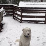 Kristin Bauer Instagram - Turns out Hobie is a snow dog!! ❄️ 🐶 Sydney likes it too but Hobie doesn’t want to come inside ever! #snow #dog #snowdog #mountains #forest #adoptdontshop @kittenxlady @iamthecatphotographer