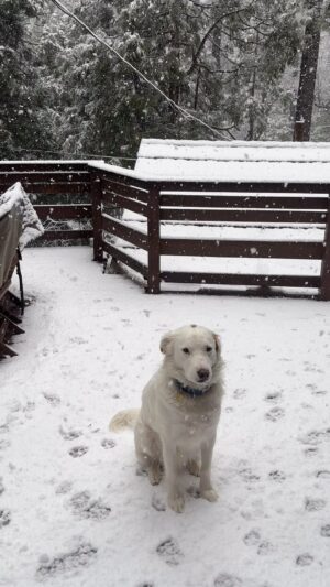 Kristin Bauer Instagram - Turns out Hobie is a snow dog!! ❄️ 🐶 Sydney likes it too but Hobie doesn’t want to come inside ever! #snow #dog #snowdog #mountains #forest #adoptdontshop @kittenxlady @iamthecatphotographer
