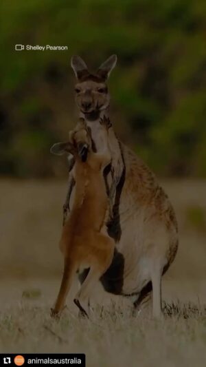 Kristin Bauer Instagram - #happymothersday 🩷❤️🧡💛💚🩶🖤💙🩵🤍🤎💞💓💗💖

Happy Mother’s Day to ALL the incredible moms out there! #MothersDay
-
Buona Festa della Mamma a TUTTE le incredibili mamme!#FestaDellaMamma

Video credits - Animals Australia 

#miomojo @miomojo_italia