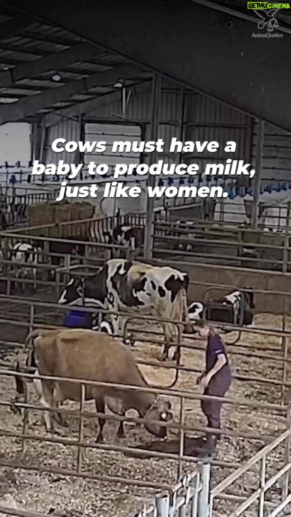 Kristin Bauer Instagram - Happy Mothers Day to all Mothers 🥰 I will call my mom and also ingest no dairy. As I treasure my mom I won’t harm someone else’s Mom. #goldenrule THIS IS ALL DAIRY. HER BABIES ARE KILLED TO SELL THE MILK, CHEESE, YOGURT, COFFEE CREAMER…. Repost @peta Mothers of all species can relate to Edie Falco, who loves her children undyingly. But mother cows in the dairy industry are separated from their babies so humans can have their milk instead.    This #MothersDay, celebrate all mothers and ditch dairy.