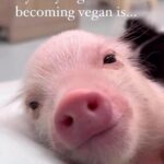 Kristin Bauer Instagram - 5th smartest animal on earth. Smarter than any pet we have. As smart as a 3 year old child. Smartest domesticated animal on earth. They know and they feel. #pig #govegan #savetheplanet The only regret most vegans have is not embracing this compassionate lifestyle sooner! 🩷 But the important thing is that you did it! And always remember, it’s never too late to make a positive change for a better world. 💚🌱 Do you agree? 🙏🐷 🎥 @animalsabove • • • • #veganism #govegan #veganfriendly #vegancommunity