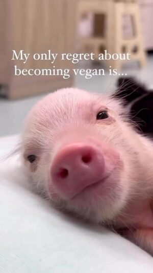 Kristin Bauer Instagram - 5th smartest animal on earth. Smarter than any pet we have. As smart as a 3 year old child. Smartest domesticated animal on earth. They know and they feel. #pig #govegan #savetheplanet 

The only regret most vegans have is not embracing this compassionate lifestyle sooner! 🩷

But the important thing is that you did it! And always remember, it’s never too late to make a positive change for a better world. 💚🌱

Do you agree? 🙏🐷

🎥 @animalsabove 
•
•
•
•
#veganism #govegan #veganfriendly #vegancommunity